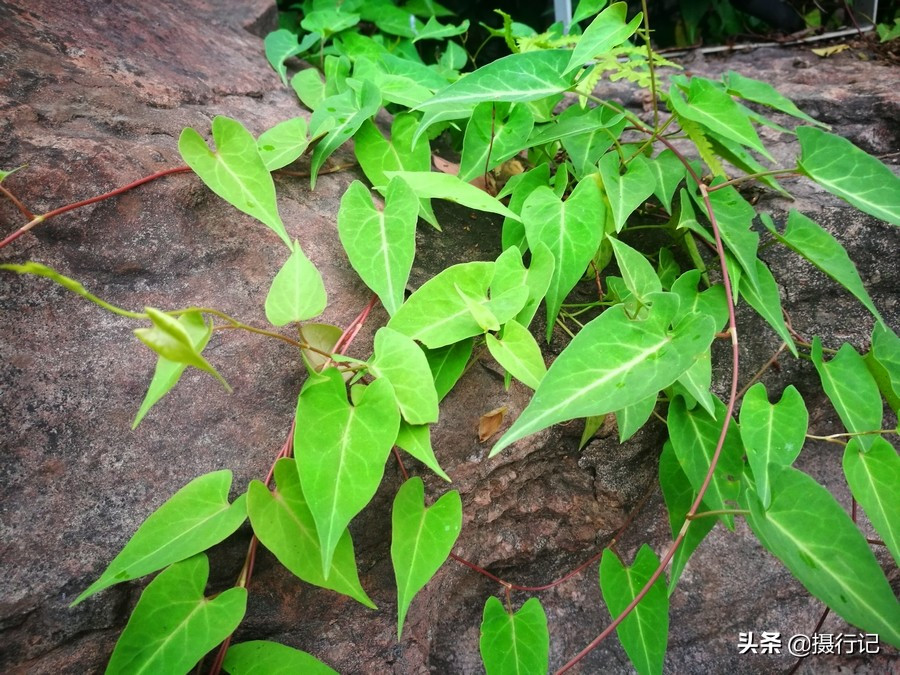 何首乌又名多花蓼,紫乌藤,夜交藤等,是蓼科蓼族何首乌属多年生缠绕藤