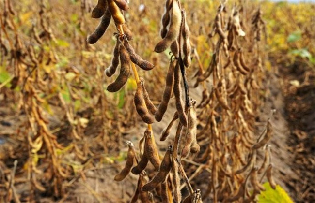 大豆在成熟后有的会瘪粒,该怎样防治大豆瘪粒?