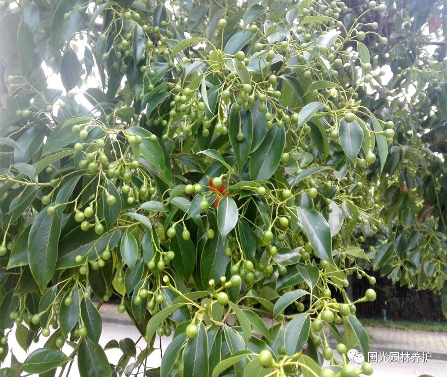 园林植物“化控防结果”(连载)四:香樟树防结果 - 气体汇