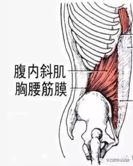 腹内斜肌腱膜图片