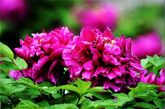 洛阳最平民的牡丹,不用掏钱,随处都可见-品种