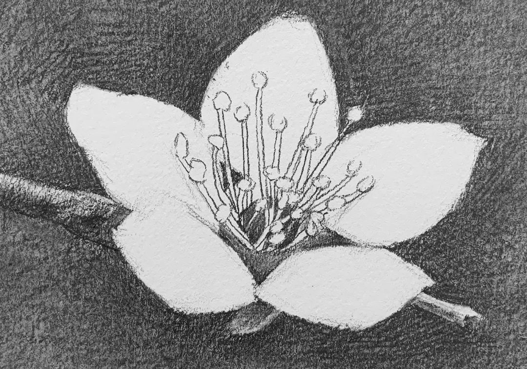 日绘社丨素描一朵花