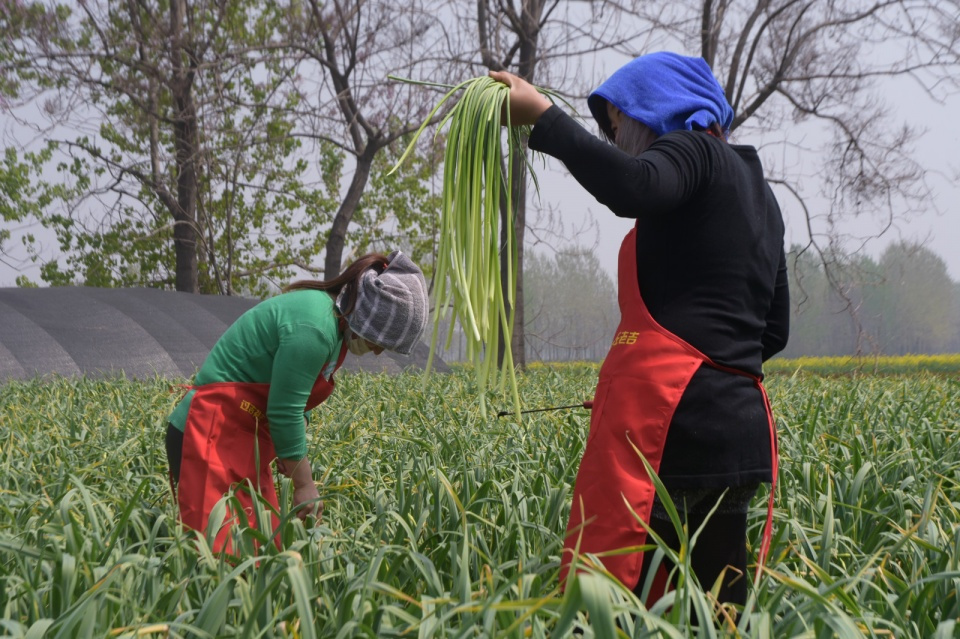 充满智慧的朋友们,抽蒜苔使用机器的可能性有没有呢?
