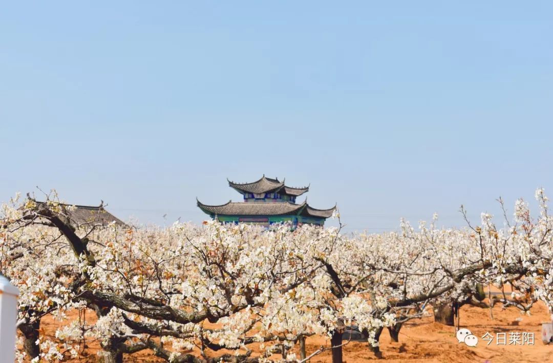 2019莱阳梨花节:乐享梨花 探秘恐龙_活动