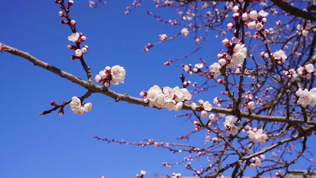 朋友圈里的春天丨山花烂漫