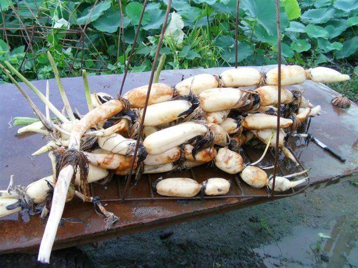 老妈教我洗莲藕,在水里加它,泡3分钟就自己干净了!