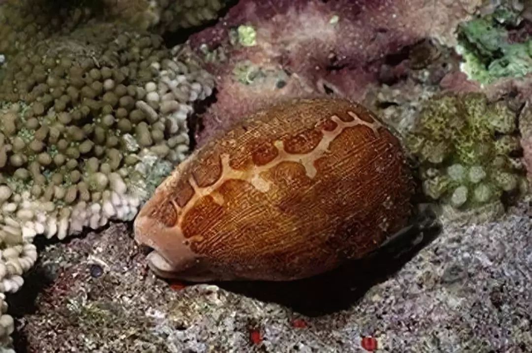 爱潜大百科—地图宝螺