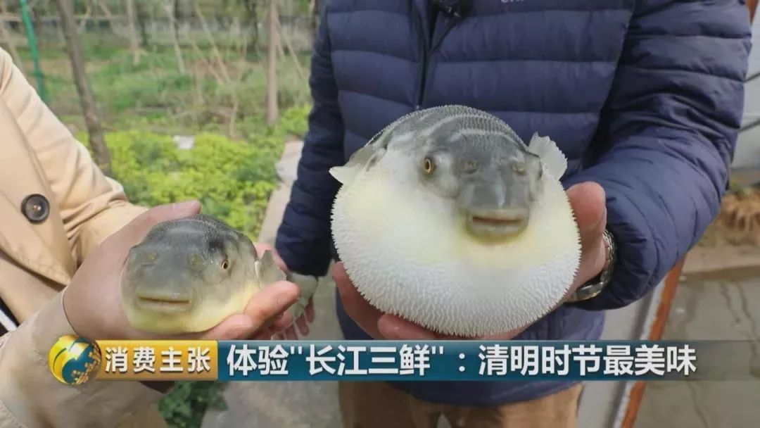 镇江又上央视!体验"长江三鲜:清明时节最美味._河豚