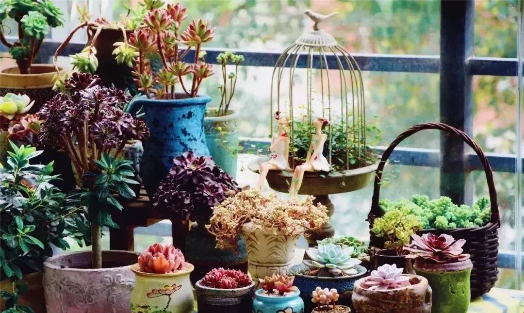 在武汉市园林和林业局举行2019首届武汉家庭园艺展新闻发布会