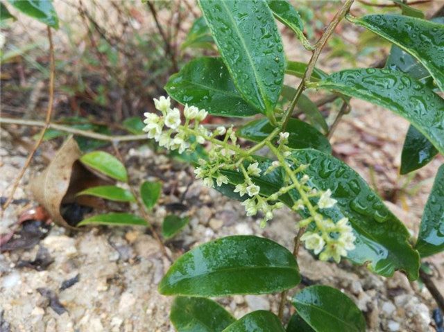 大家现在知道了酸藤子这种果子了吧,它现