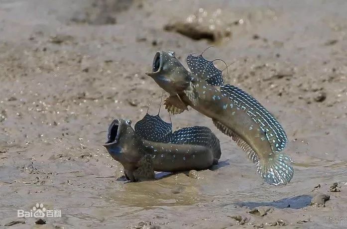 弹涂鱼,又名跳跳鱼,泥猴,江边,海边,常见为刺鳍鱼科,世界上共有25种