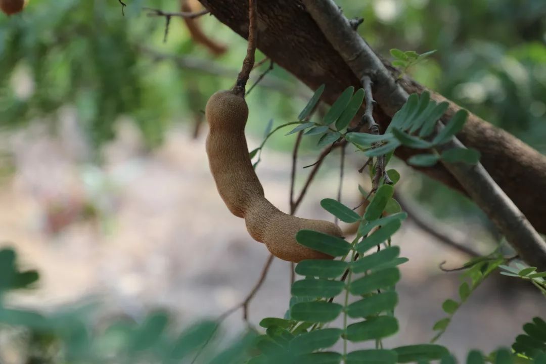 元江甜角,你吃过吗?_种植