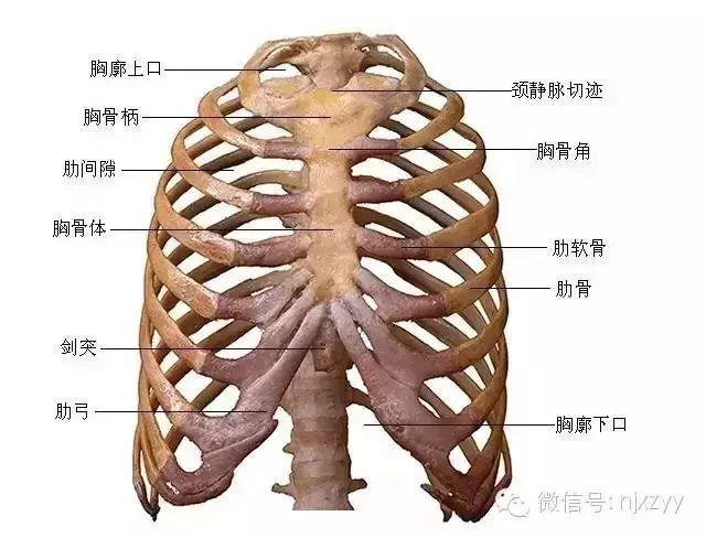 胸腔骨骼结构图片