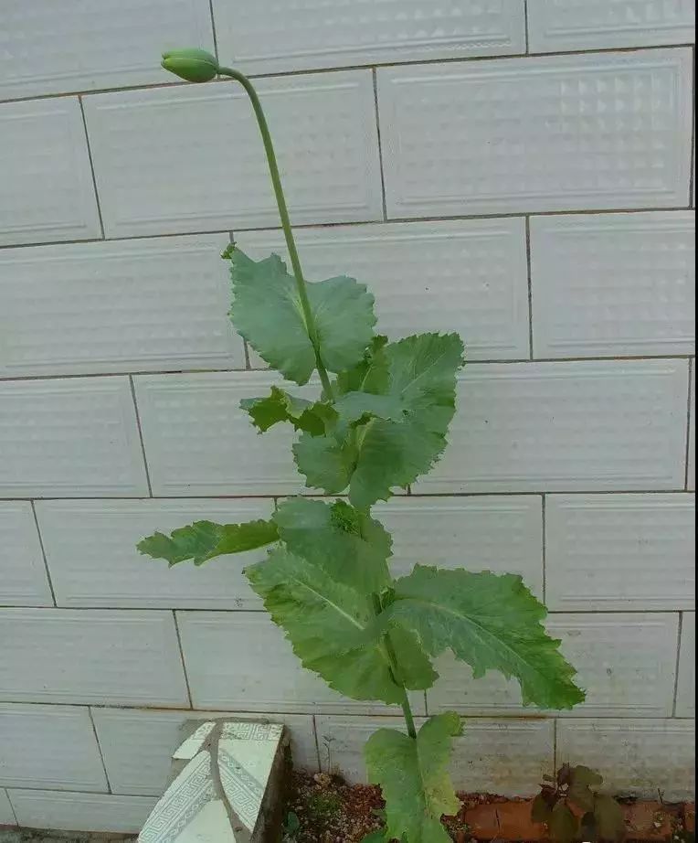 罂粟花虽美拒绝栽种如果发现请向公安机关举报