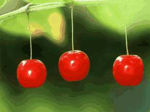 樱桃成熟时相约在缦田