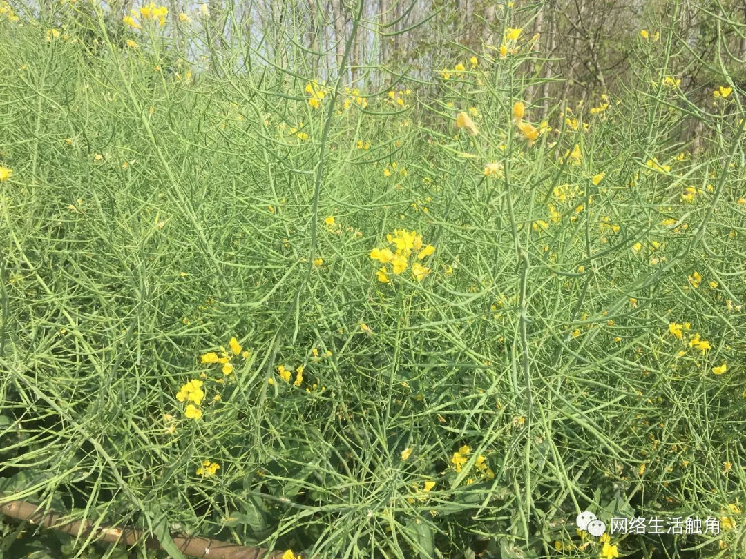 土豆,馬鈴薯苗土豆,馬鈴薯苗,被油菜花包圍著