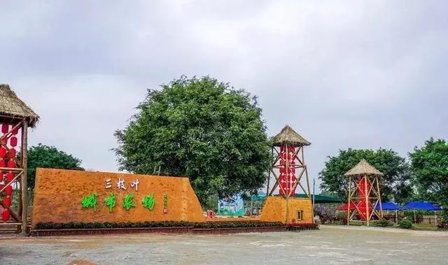 广州这8个果园就可以摘_桑果