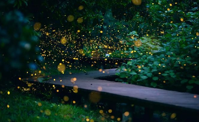 西双版纳亲子穿越北纬21的热带雨林遇见萤火虫的夏夜