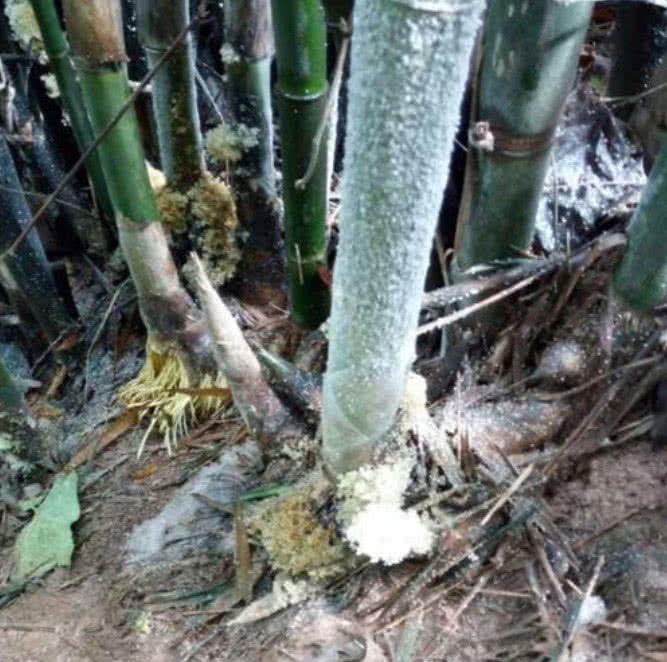 竹子下面长的竹燕窝图片