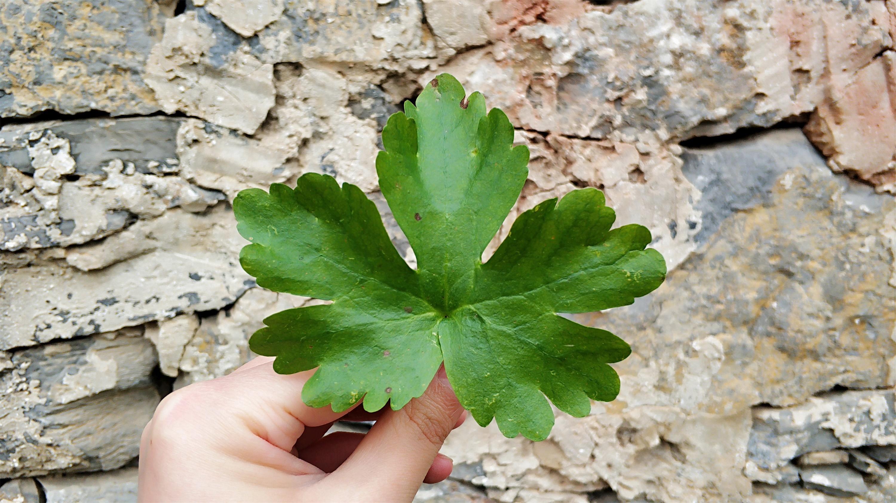 其二就是它的叶子相比于芹菜叶子来说,更为的宽大,而它的茎秆也相对
