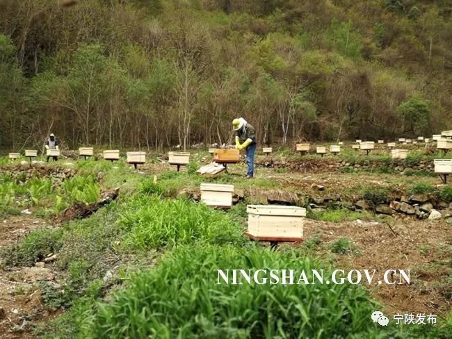 秋季养蜂技术指导 秋季养蜂技术指导教案