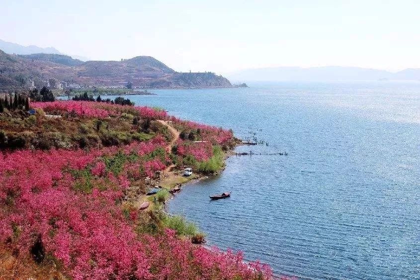 中国最美海岸线抚仙湖25公里樱花盛开