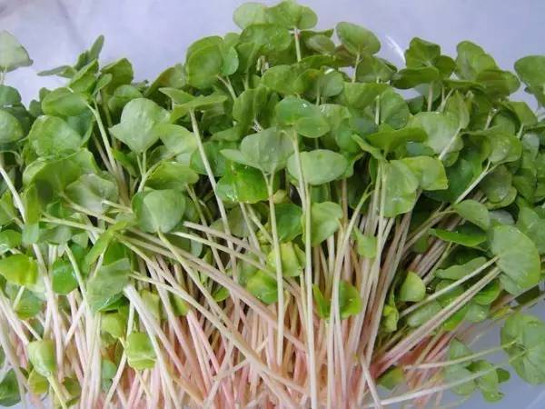 纸上竟然也能种菜在家里做都市菜农吧