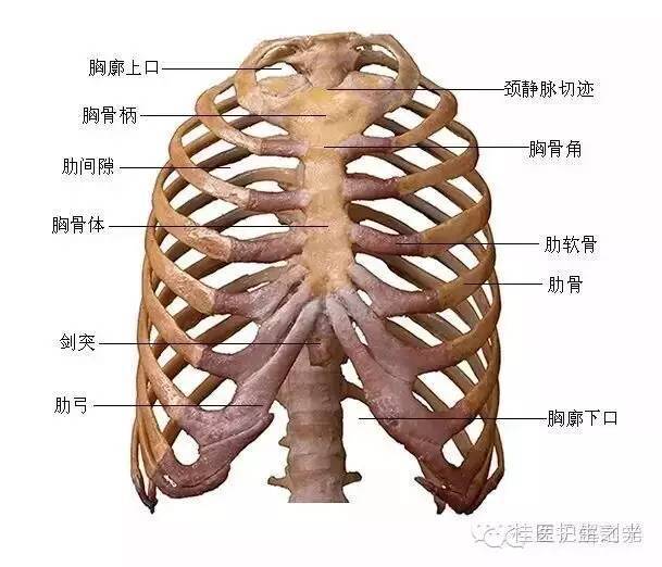 解剖运动系统速记歌诀及注释_韧带