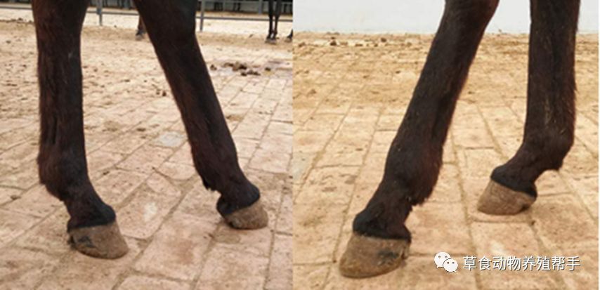2,如果驴蹄系部过长,或者蹄本身角度已经倾斜比较厉害,时间超过一个月