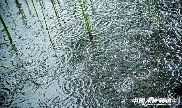 春雨过后,池塘常出现的水质问题以及处理方法