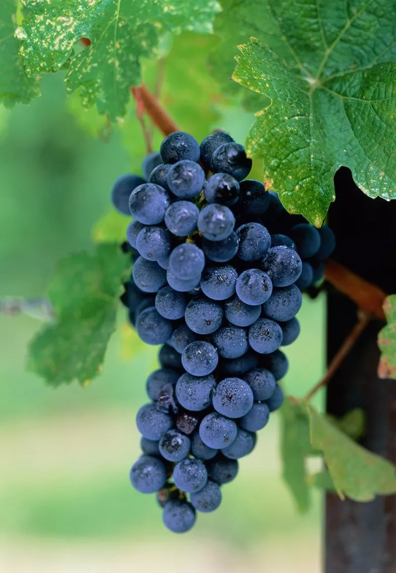 酿酒葡萄品种小测之西拉能通关的都是真爱