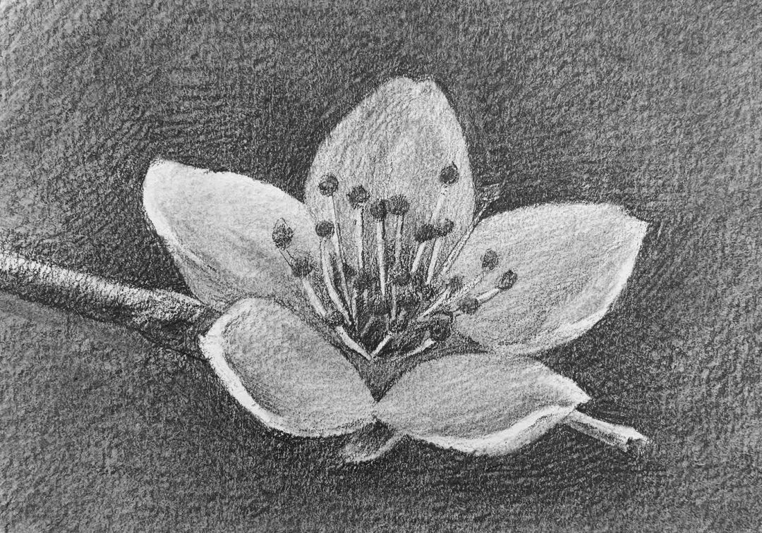 日绘社丨素描一朵花