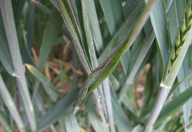 种植小麦,秆黑粉病的发生规律和传播途径有哪些?该如何预防?
