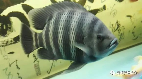 缸霸十间鱼31厘米好大好圆