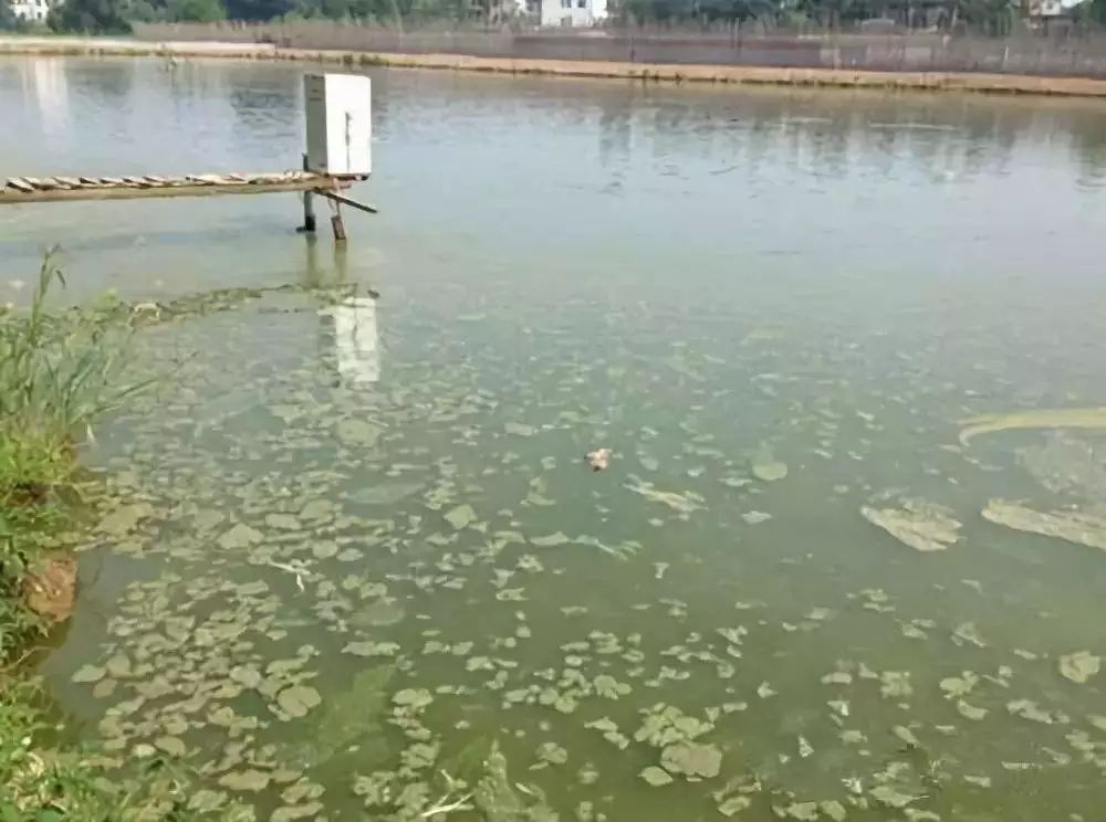 池塘的万恶之源倒藻进来了解一下吧