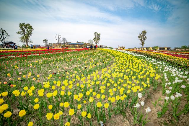 黄陂花木兰图片