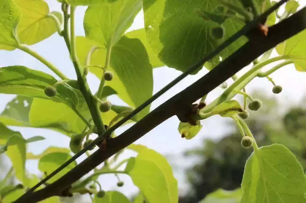 獼猴桃開花期來臨果農如何把握管理關鍵技術