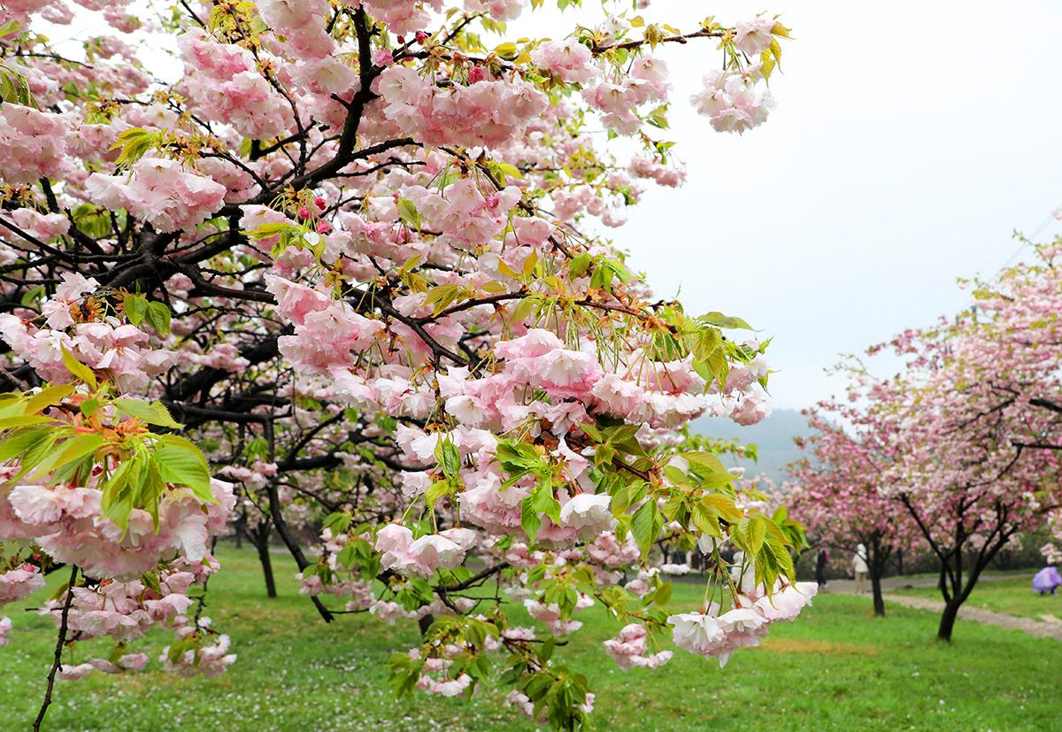 四明山悬岩村樱花图片