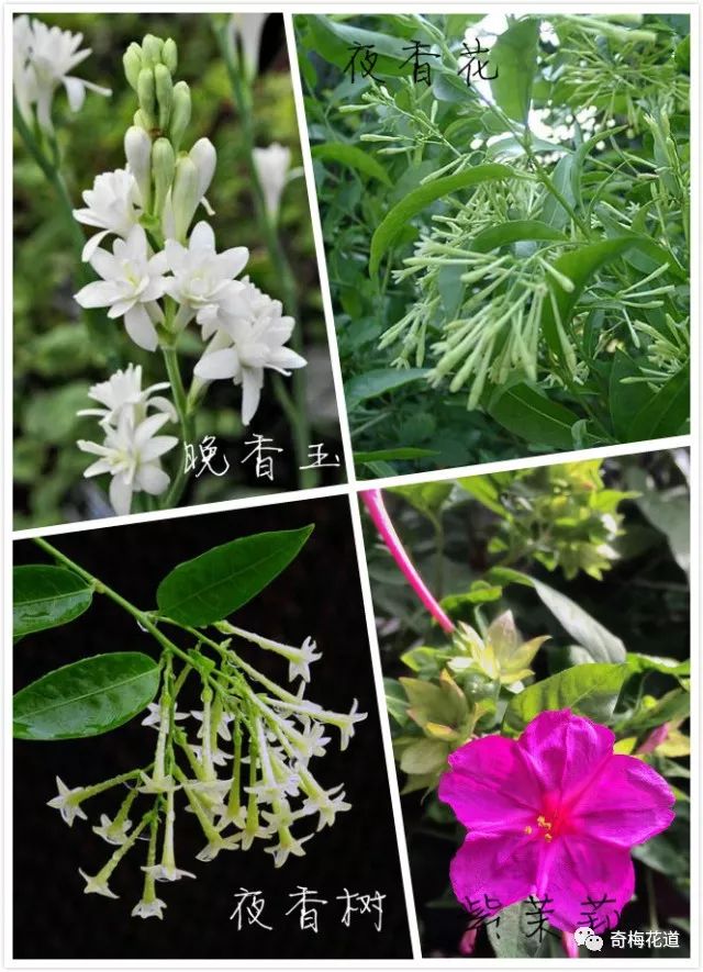 花藝設計|同名不同花,植物界的