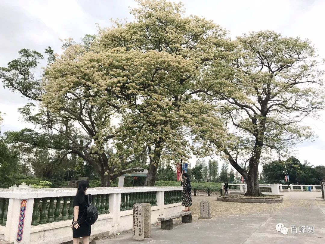 台山這條村再度成為