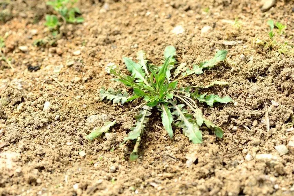 春天地里的野菜图片