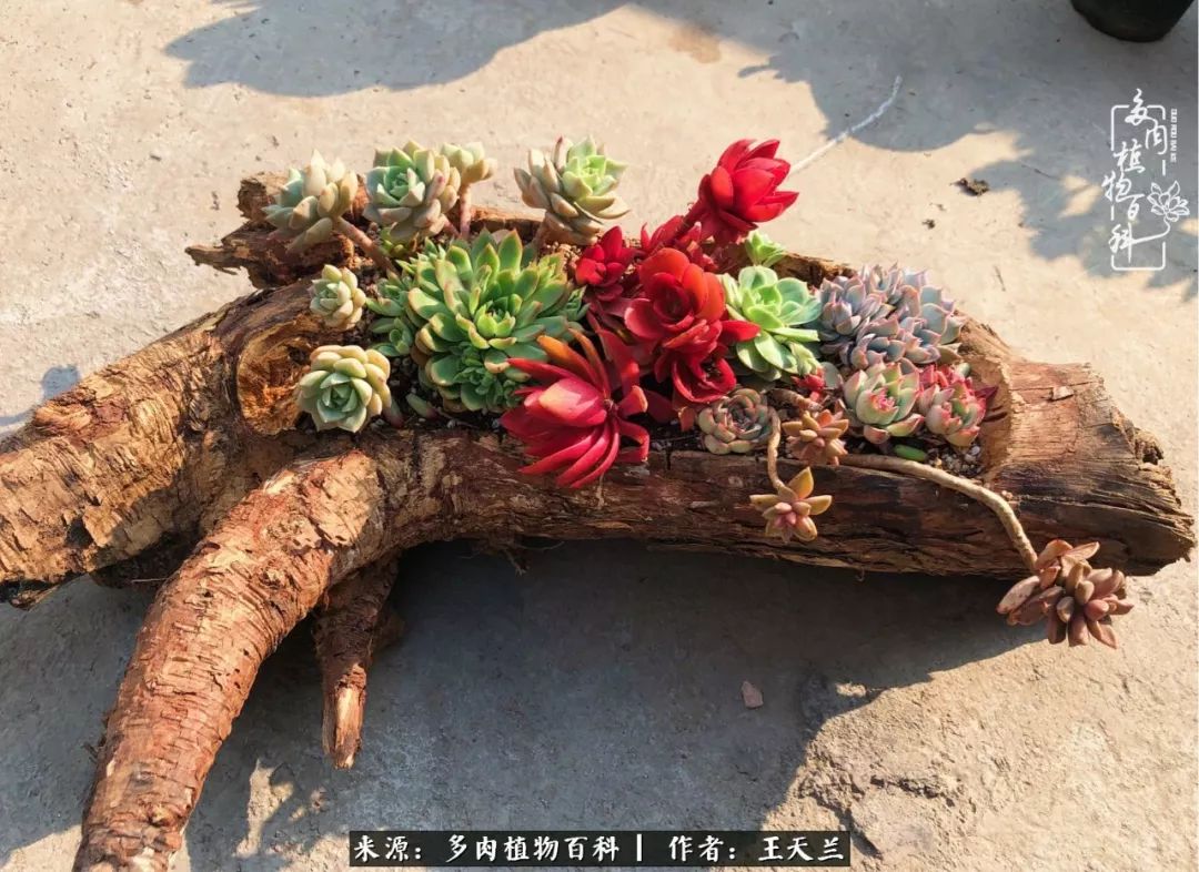木头多肉花盆制作方法图片