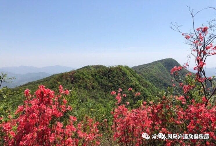 每年三四月是杜鵑花綻放的季節,廣德金龍山山頂漫山遍野的杜鵑花,呈淡