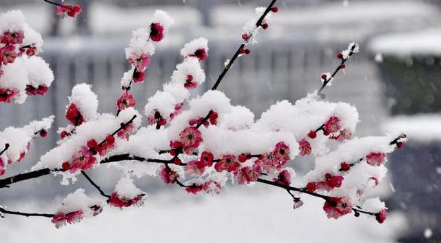 王安石|遥知不是雪 为有暗香来 王安石的《咏梅》原来也抄自古人