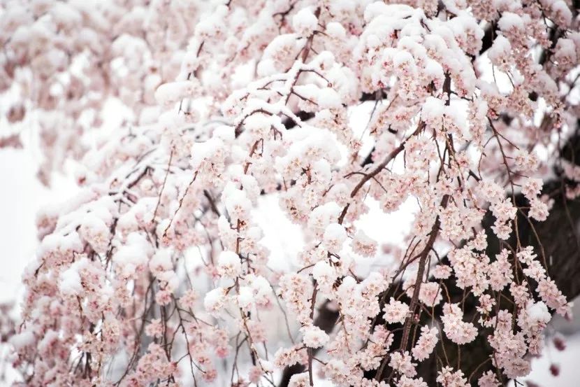 四月飞雪,他们拍下了雪落樱花的梦幻画面