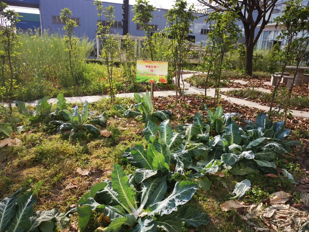 小菜園中的大管理中鐵八局物流公司職工菜園建設小記