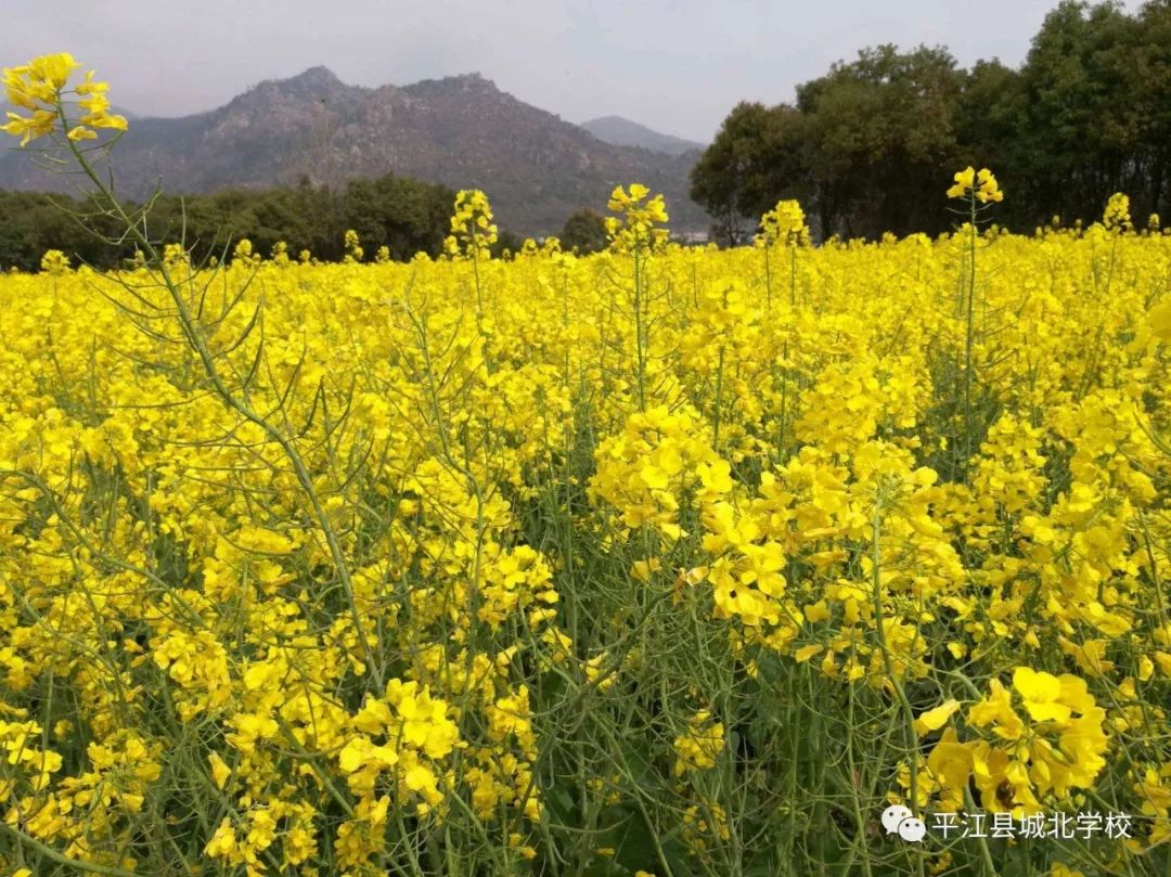 【妙笔生花】油菜花