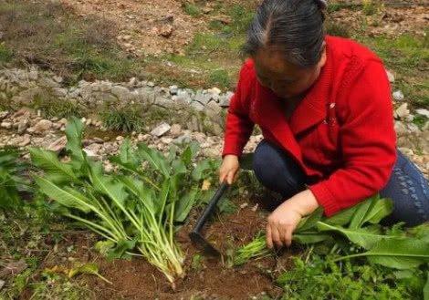 有一種野草,它名字很土,沒想到是治療皮膚病的良藥,叫土大黃