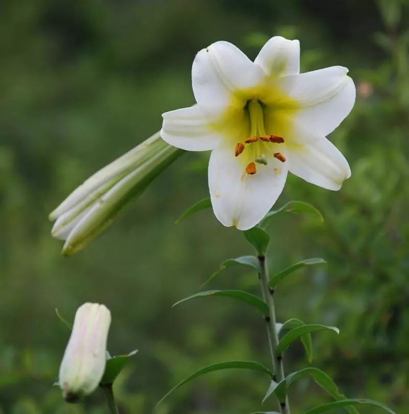 每天学一味中药百合花