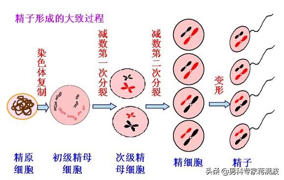精原细胞形成精子过程图片
